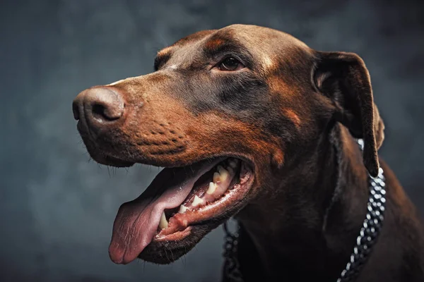 Cão de guarda marrom escuro contra fundo escuro estúdio — Fotografia de Stock