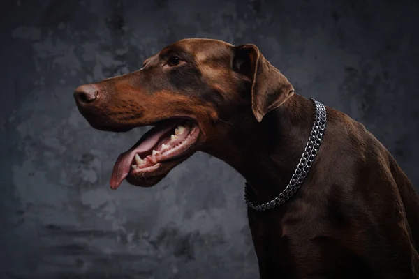 Headshot de doberman à fourrure brune sur fond sombre — Photo