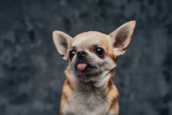 Cabeza de perrito chihuahua minúsculo sobre fondo oscuro —  Fotos de Stock