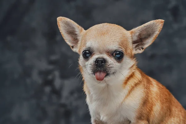 Cabeza de perrito chihuahua minúsculo sobre fondo oscuro —  Fotos de Stock