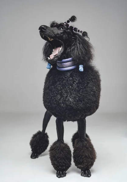 Krzycząc czarny pudel pies pozowanie na szarym tle — Zdjęcie stockowe