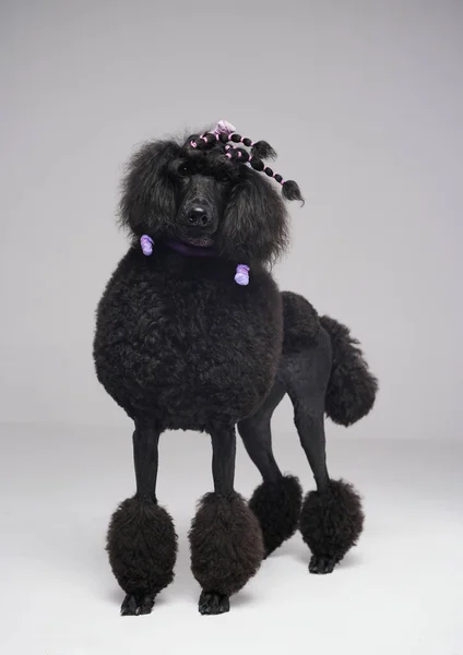 Czarny pudel futrzany pies pozowanie na szarym tle — Zdjęcie stockowe