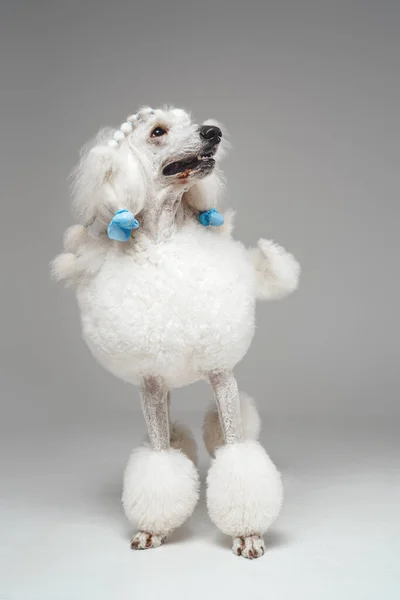 Singolo cane barboncino bianco in piedi contro sfondo grigio — Foto Stock