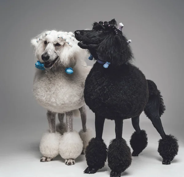 Tournage de deux chiens caniches noirs et blancs ensemble — Photo