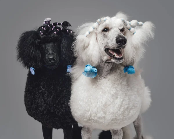 Zwei lockige Pudelhunde posieren gemeinsam im Studio — Stockfoto