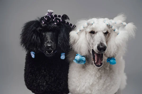 Élégant chien caniche généalogique avec peluche bouclée fourrure — Photo
