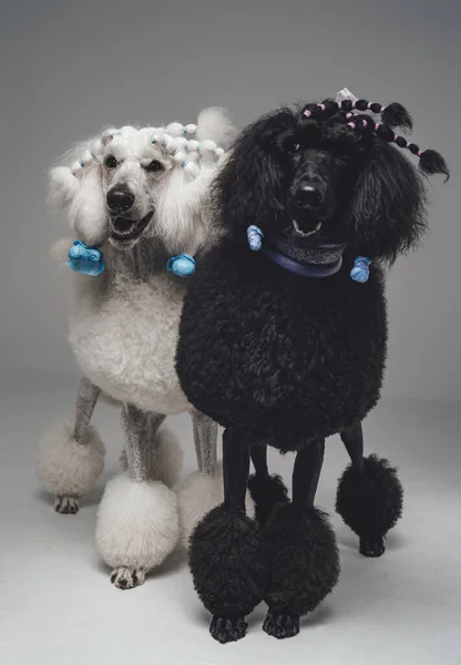 Couple chiens noirs et blancs sur fond gris — Photo