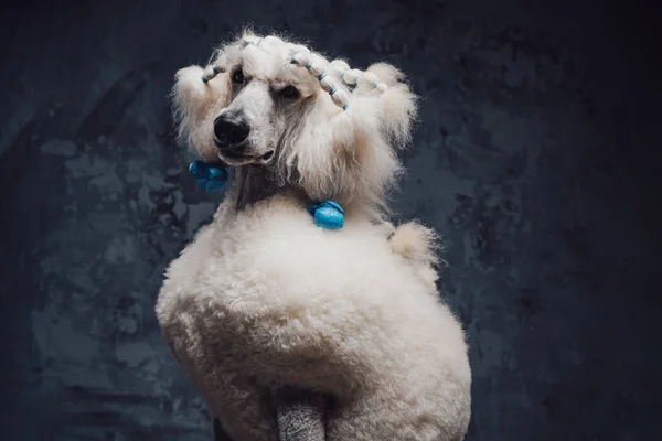 Stylowy pies pudel z białym futerkiem na ciemnym tle — Zdjęcie stockowe
