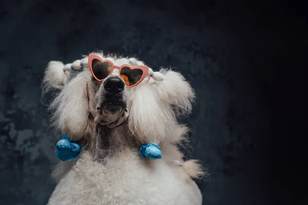 Gorgeous purebred poodle dog with stylish pink sunglasses — Stock Photo, Image