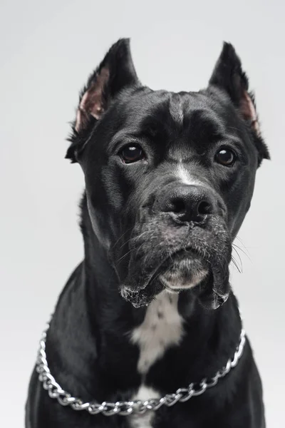 Tête de chien noir de race avec collier en argent — Photo