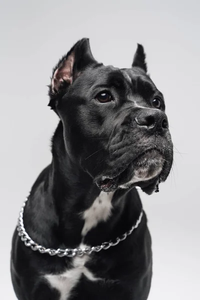 Tête de chien noir de race avec collier en argent — Photo