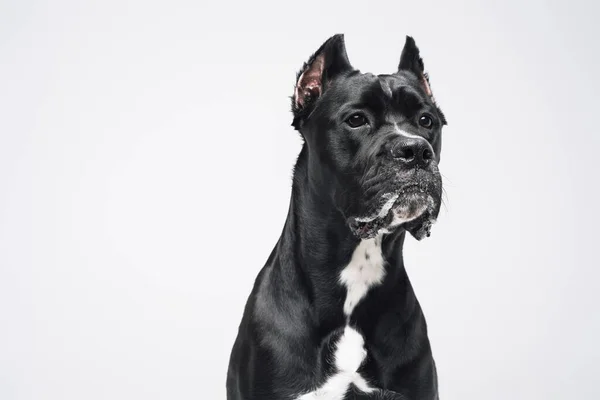 Kopfschuss von reinrassigem schwarzen Staffordshire Bullterrier Doggy — Stockfoto