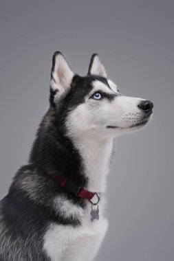Gri arka plana karşı soylu siyah beyaz köpek.