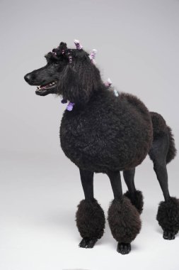 Siyah tüylü safkan kaniş köpeği, şık saç stili.