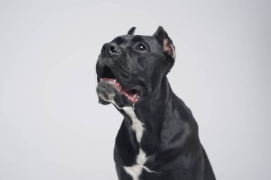 Komik Stahfordshire boğa teriyeri köpeği siyah kürklü