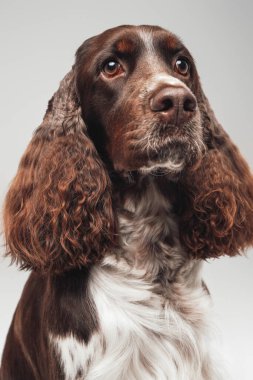 Kahverengi ve beyaz soylu tüylü kıvırcık tüylü köpek.