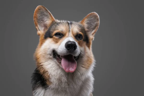 Feliz cão bonito corgi raça posando contra fundo cinza — Fotografia de Stock