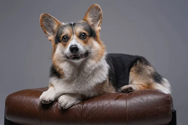 Cute corgi pies leżący na skórzanym krześle na szarym tle — Zdjęcie stockowe