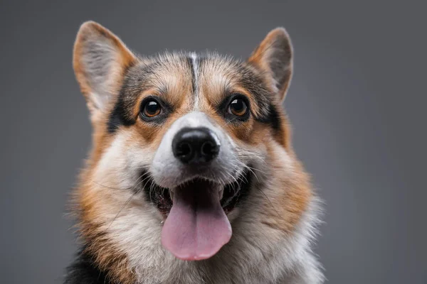 开口大口、灰色背景的快乐羊毛衫犬 — 图库照片