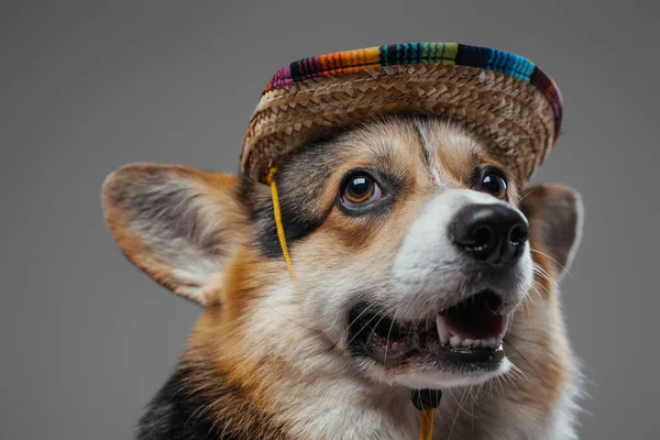 Ловкая собака корги с цветной соломенной шляпой на заднем плане — стоковое фото
