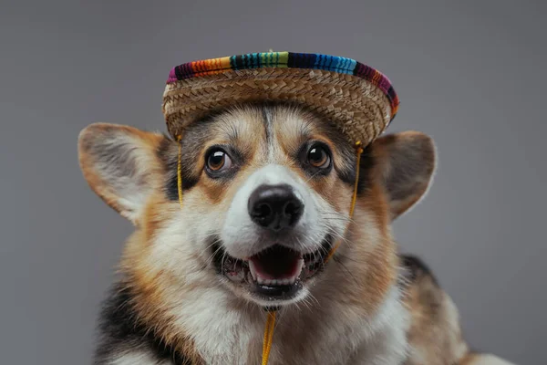 Gri arka planda hasır şapkalı neşeli köpek yavrusu — Stok fotoğraf