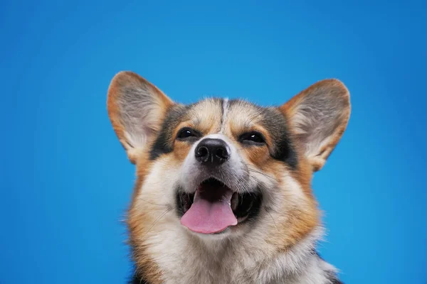 Весёлая чистокровная корги-собака, выделенная на синем фоне — стоковое фото