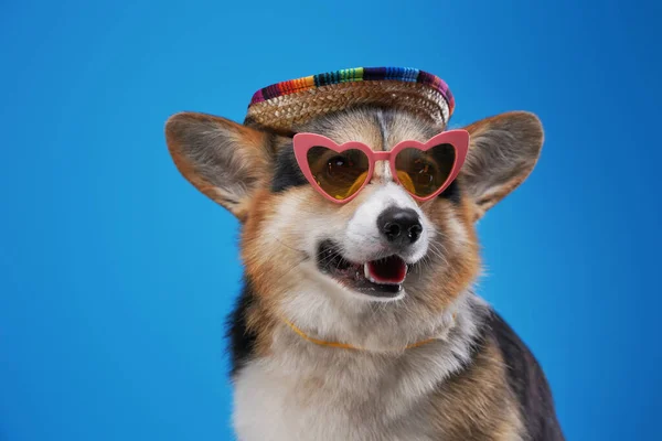 Moda cachorrinho com chapéu de palha e óculos de sol em forma de coração — Fotografia de Stock