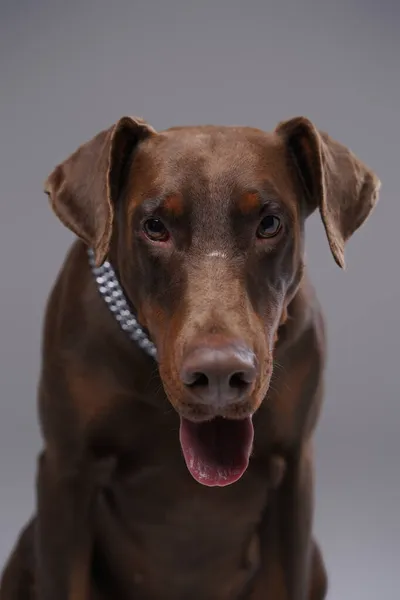 Постріл чистокровного коричневого собаки добермана на сірому фоні — стокове фото