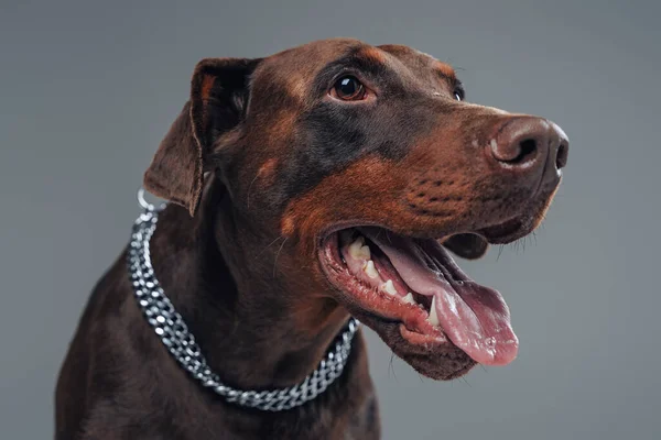 Entzückender Dobermann mit dunkelbraunem Fell und silbernem Halsband — Stockfoto