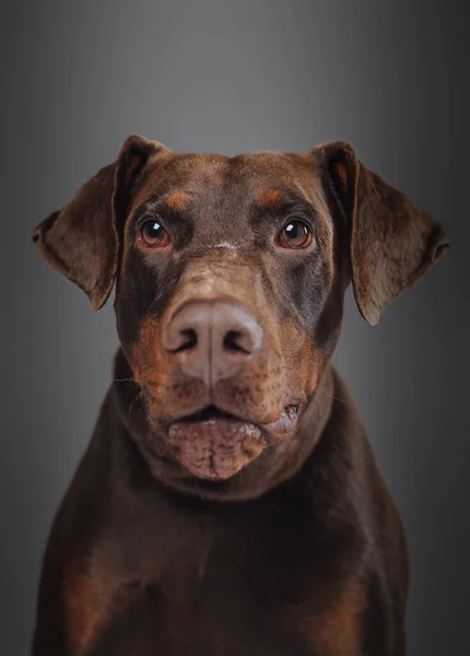 Koyu kahverengi kürklü ve gümüş yakalı sevimli bir doberman köpeği. — Stok fotoğraf