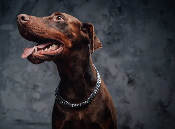Purebred doberman hond met zilveren halsband tegen donkere achtergrond — Stockfoto