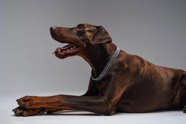 Лягаючи собака Доберман з коміром на сірому фоні — стокове фото