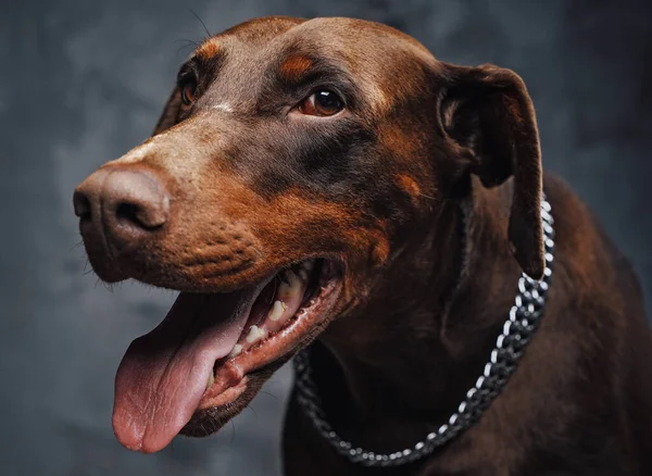 Cão de guarda marrom escuro contra fundo escuro estúdio — Fotografia de Stock