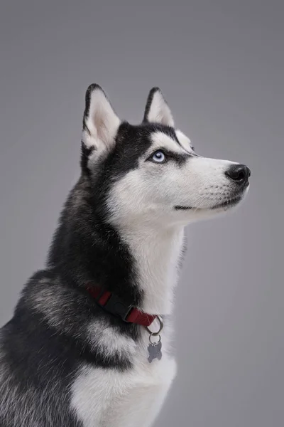 Pedigreed perro husky blanco y negro sobre fondo gris —  Fotos de Stock