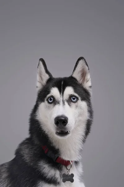 Cão husky engraçado com pêlo preto e branco fofo — Fotografia de Stock