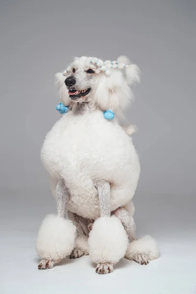 Entzückender Pudelhund mit reinem weißen, flauschigen Fell — Stockfoto
