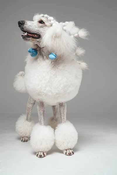 Pojedynczy biały pies pudel stojący na szarym tle — Zdjęcie stockowe