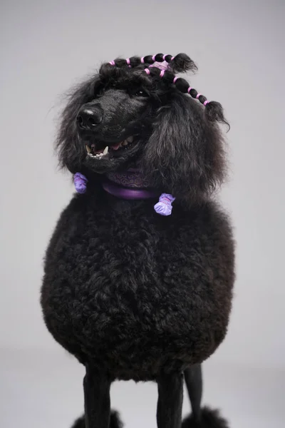 Anjing pudel berbulu hitam berpose terhadap latar belakang abu-abu — Stok Foto