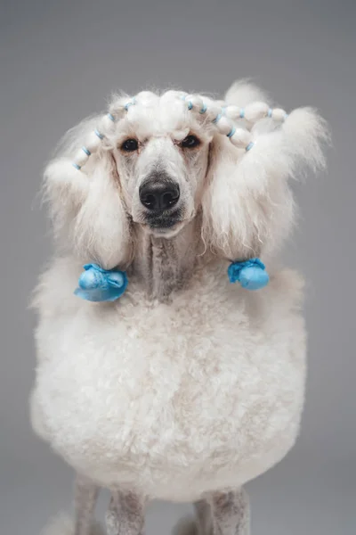 Curly poodle dog posing against light gray background — Stock Photo, Image