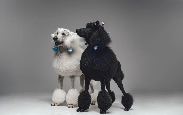 İkili siyah beyaz kaniş köpekleri. — Stok fotoğraf