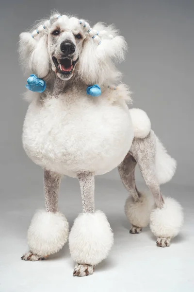 Curly poodle dog posing against light gray background — Stock Photo, Image