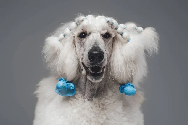 Headshot de chien caniche blanc pur sur fond gris — Photo