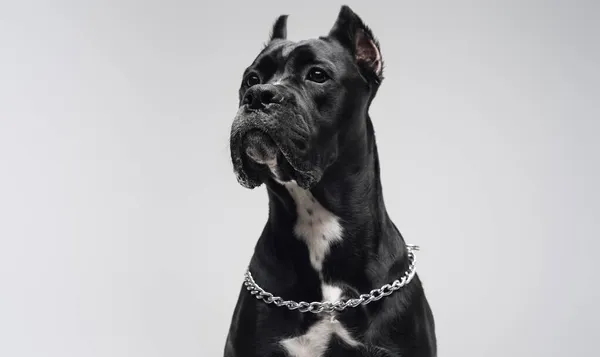 Chien bullterrier domestique avec fourrure noire isolé sur blanc — Photo