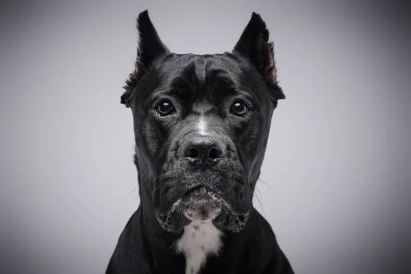 Headshot de chien de race noire sur fond de studio blanc — Photo