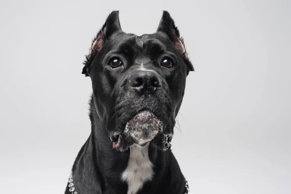Headshot of black purebred dog against white studio background — Stok Foto