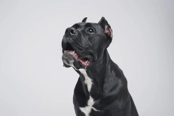 Забавна стаффордширська бультер'єрна собака з чорним хутром — стокове фото