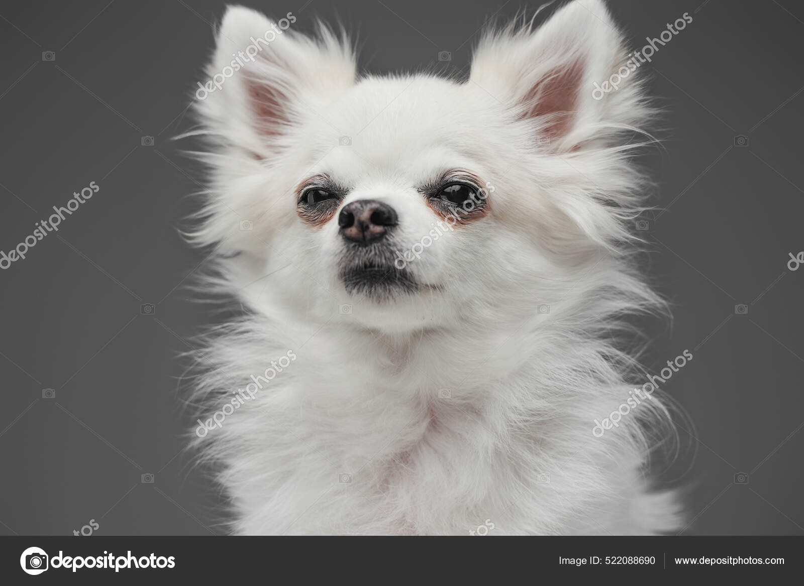 纯种狗,毛茸茸的白毛,灰色背景——图库图片© fxquadro #522088690, image size:1600x1167