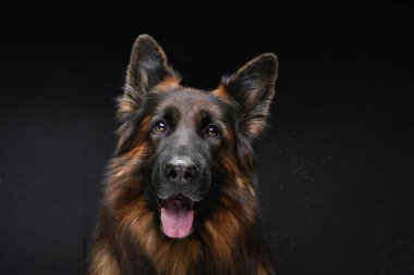 Stüdyonun arka planında koyu kahverengi çoban köpeği var.