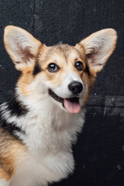 Uzun kulaklı, kara duvarlı neşeli bir Corgi köpeği.