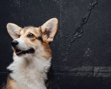 Koyu renkli duvarda Galli Corgi Köpeğinin portresi